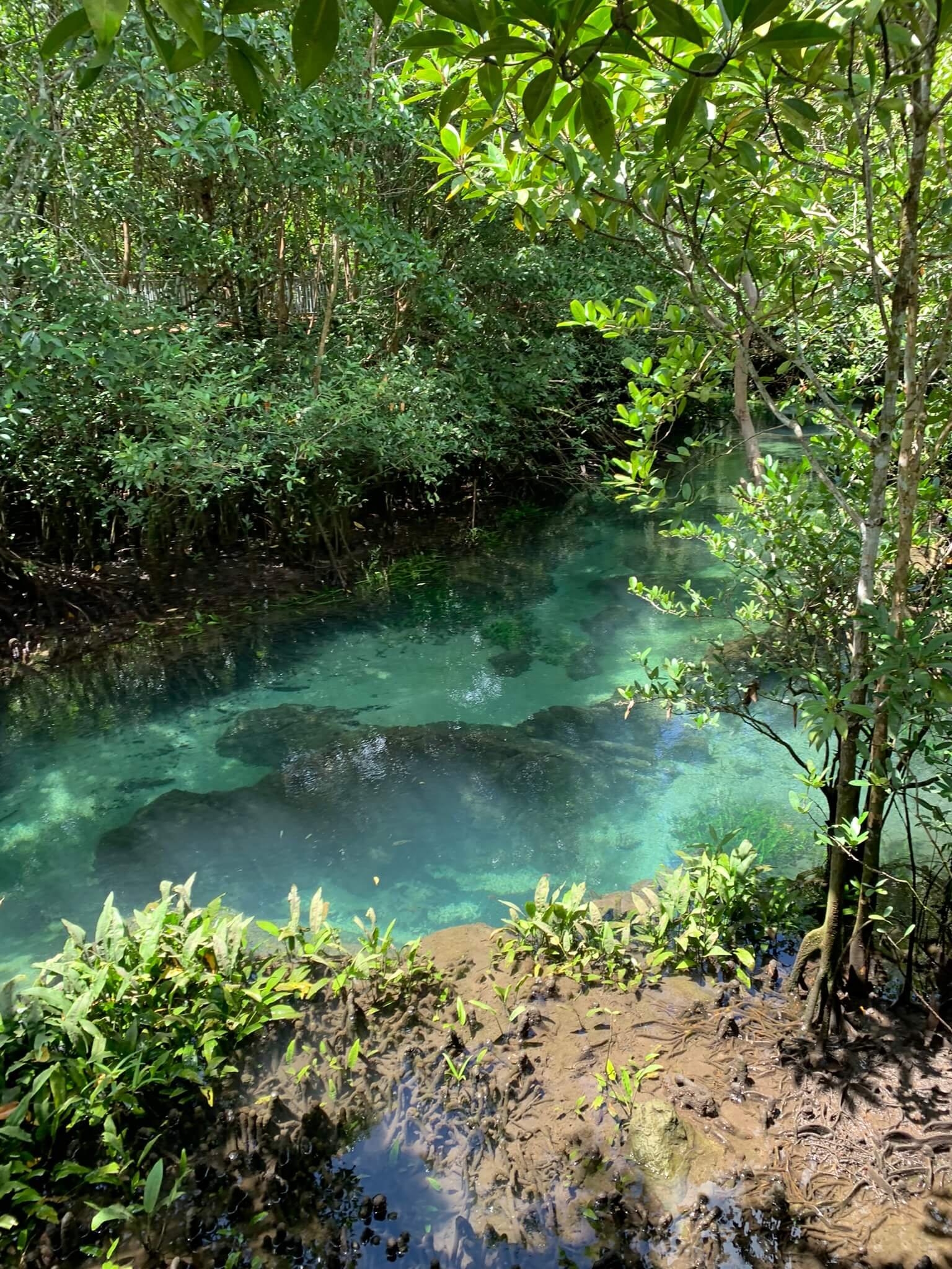 Emerald Pool Krabi Thailand crystal clear natural swimming pool in rainforest
