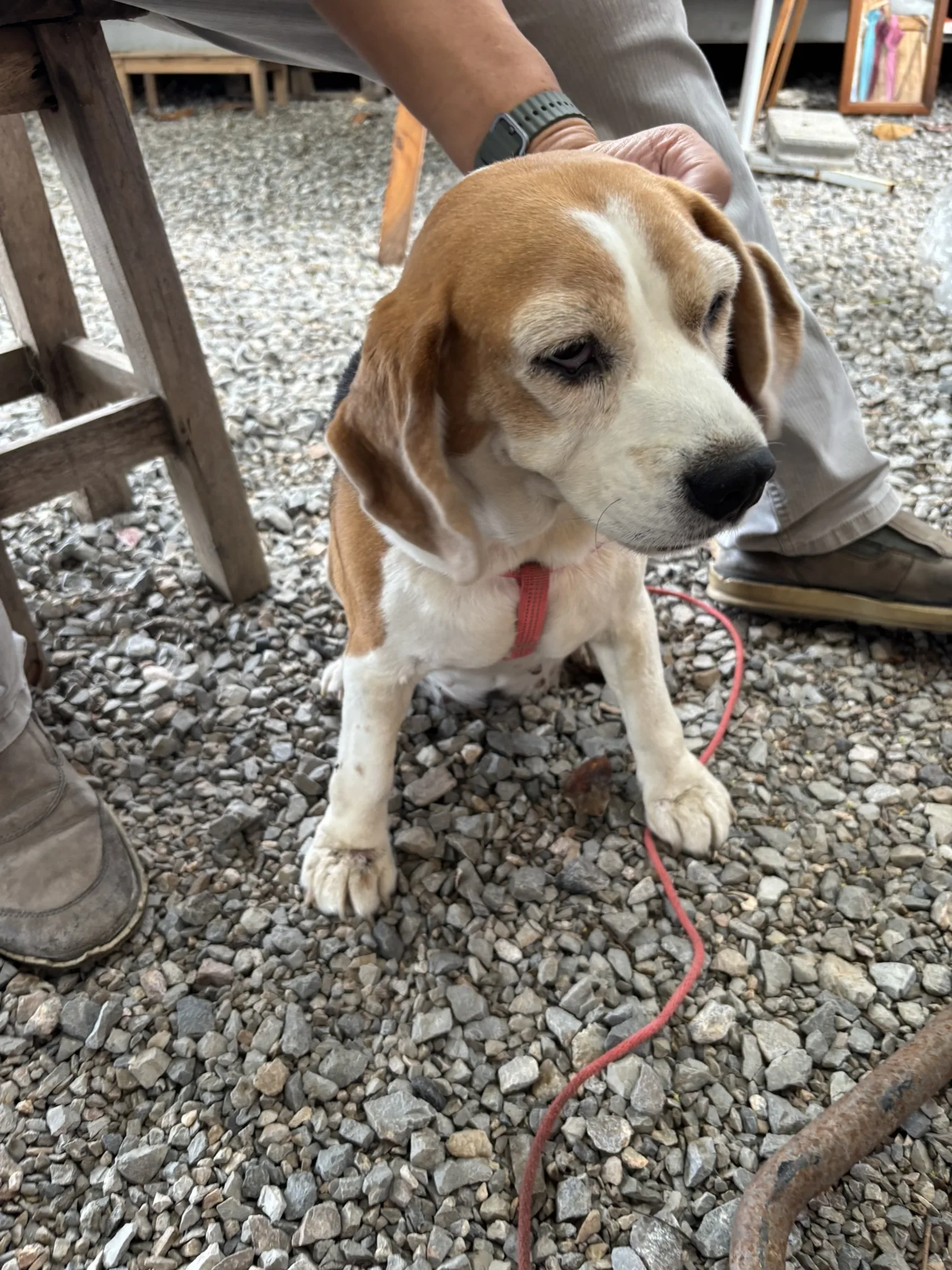 The resident beagle at Kraft Cafe, a dog-friendly open-air cafe in Hua Hin